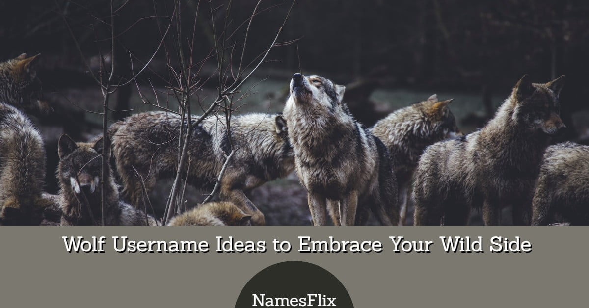 750+ Wolf Usernames Ideas to Embrace Your Wild Side