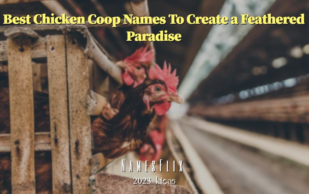 Cute Chicken Coop Name Ideas