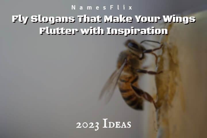 825+ Fly Slogans That Make Your Wings Flutter with Inspiration