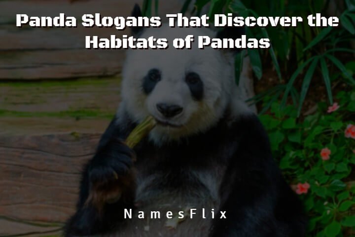 615+ Panda Slogans That Discover the Habitats of Pandas
