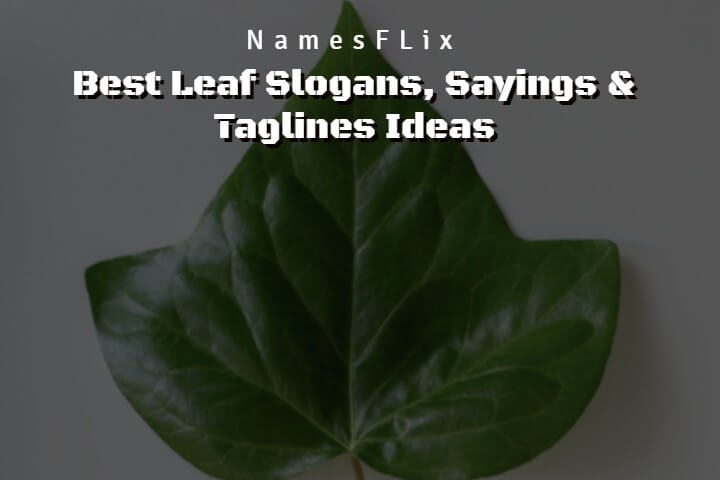 795+ Best Leaf Slogans, Sayings & Taglines Ideas