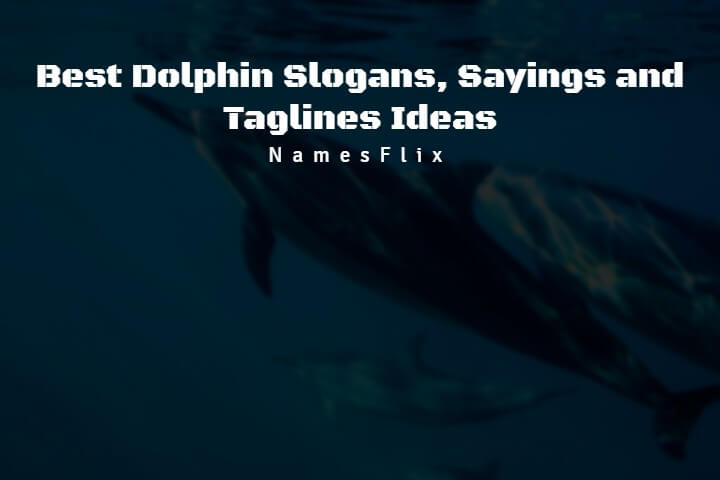 520+ Best Dolphin Slogans, Sayings and Taglines Ideas