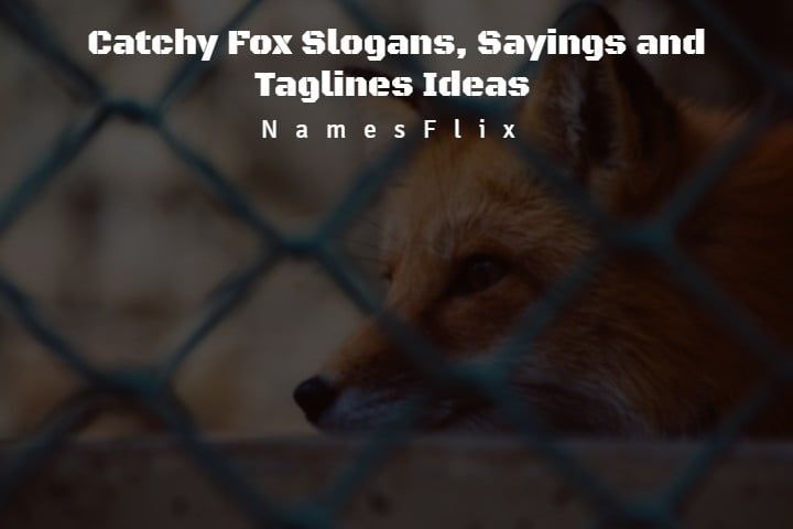 550+ Catchy Fox Slogans, Sayings and Taglines Ideas