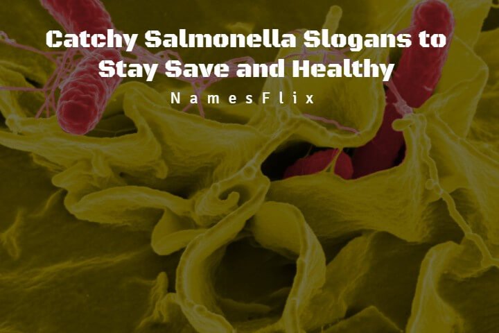 585+ Catchy Salmonella Slogans to Stay Save and Healthy