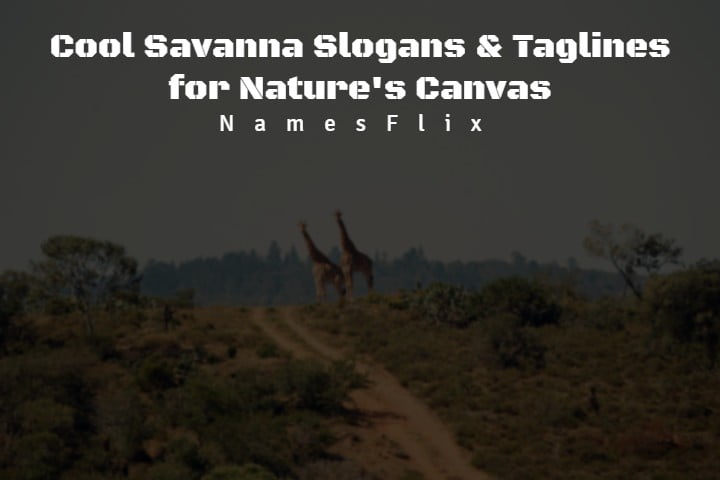 510+ Cool Savanna Slogans & Taglines for Nature’s Canvas