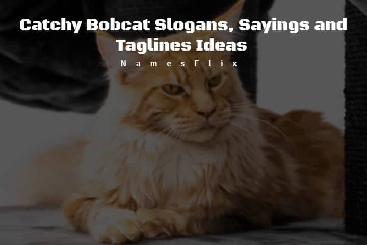 505+ Catchy Bobcat Slogans, Sayings and Taglines Ideas