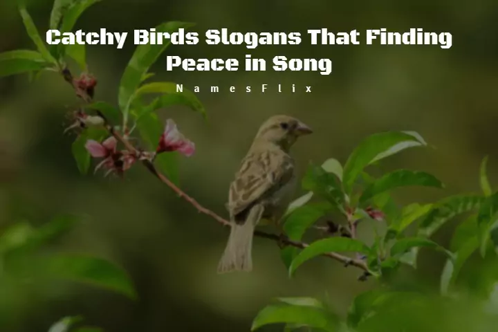 590+ Catchy Birds Slogans, Sayings That Finding Peace in Song